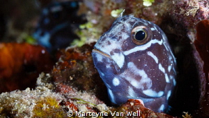 Tribal Blenny poking its head out by Marteyne Van Well 
